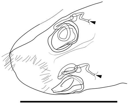 Image of Parvocythere Hartmann 1959