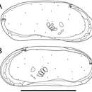 Image de Parvocythere gracilis Higashi & Tsukagoshi 2012