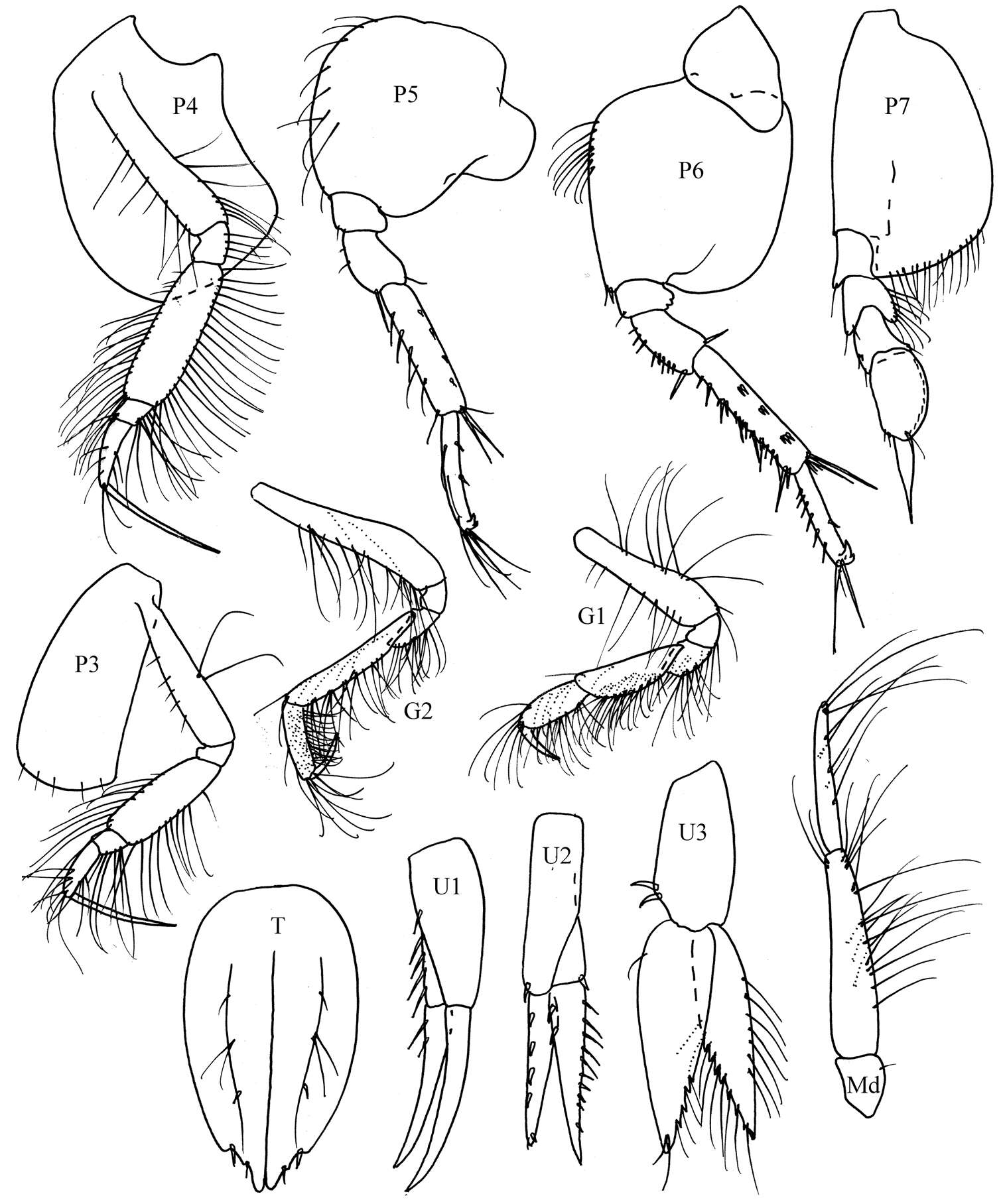 Imagem de Synopioidea Dana 1852