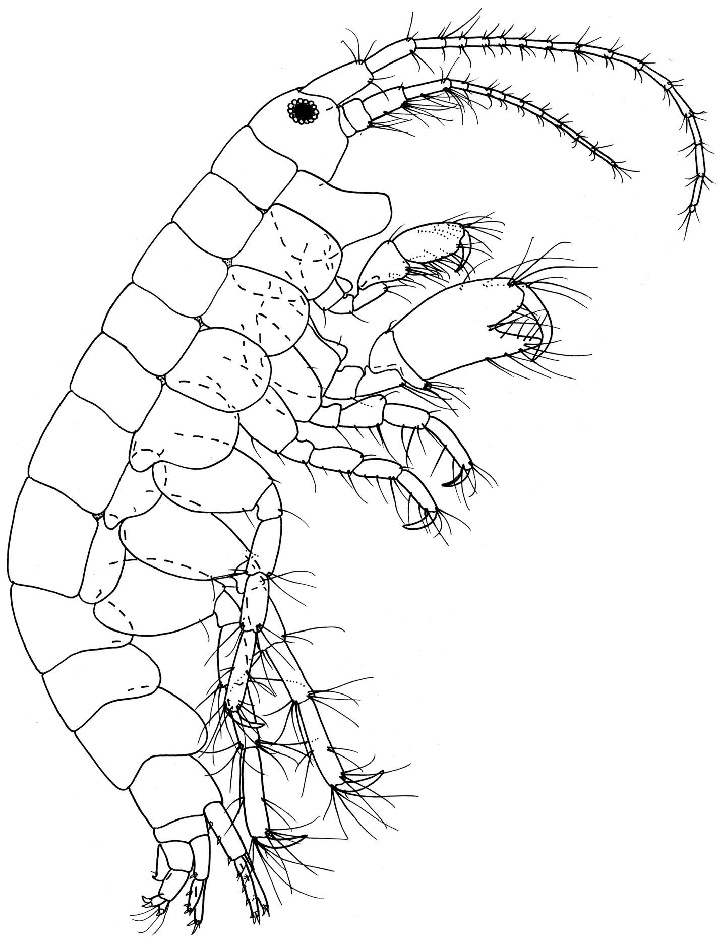 Corophioidea Leach 1814的圖片