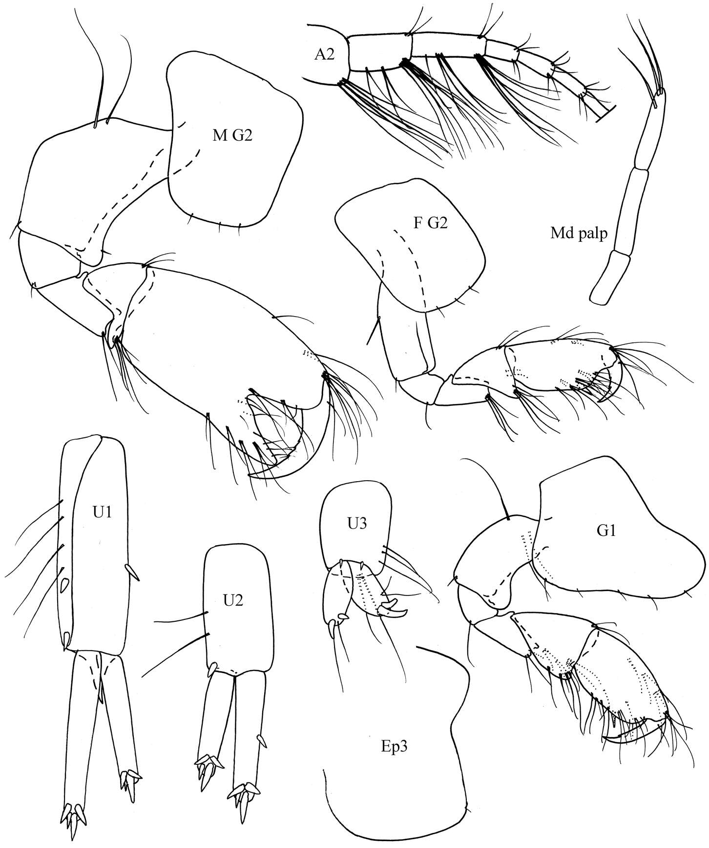 Image of Corophioidea Leach 1814