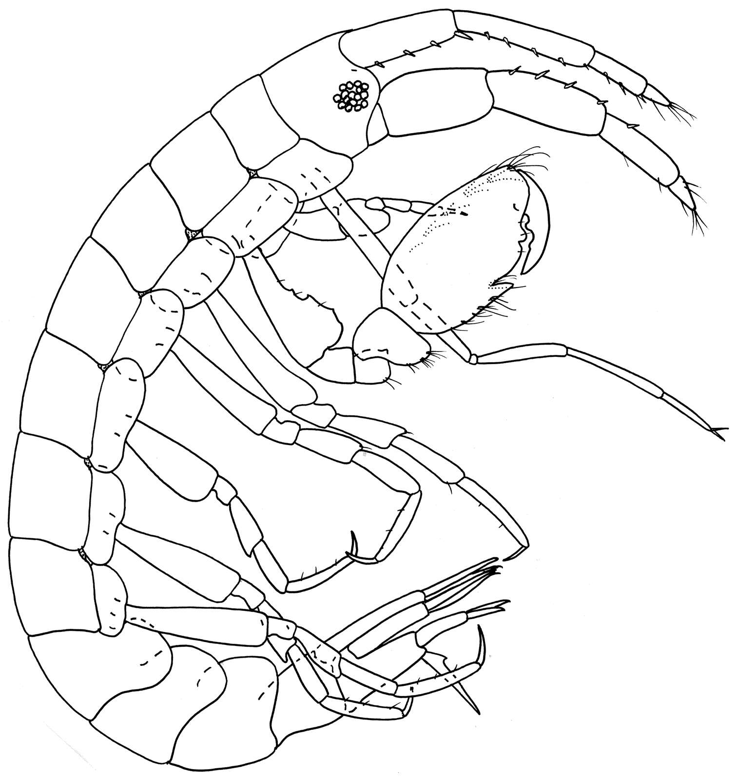 Image of Colomastigoidea Chevreux 1899
