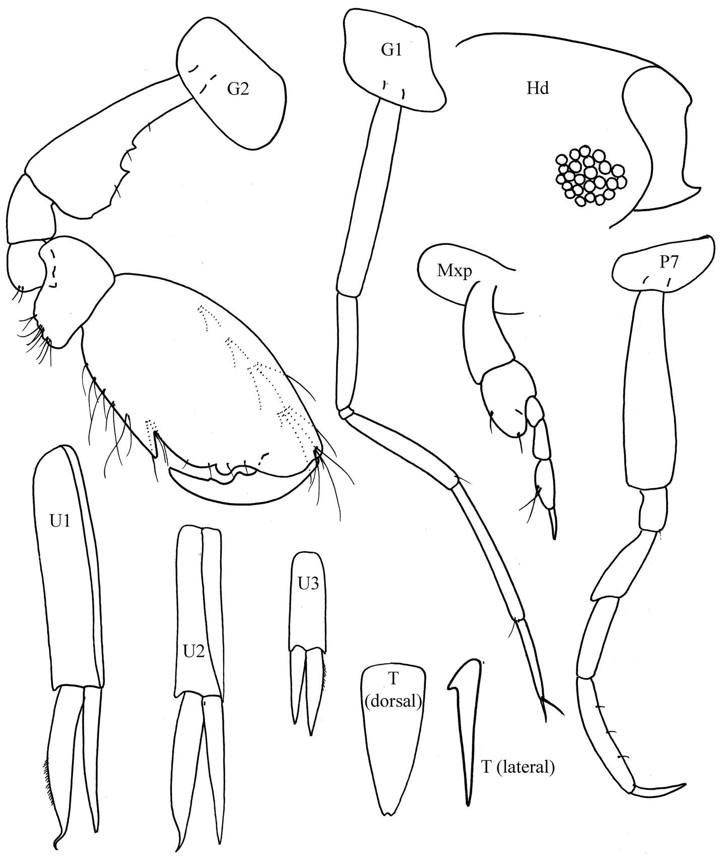 Image of Colomastigoidea Chevreux 1899