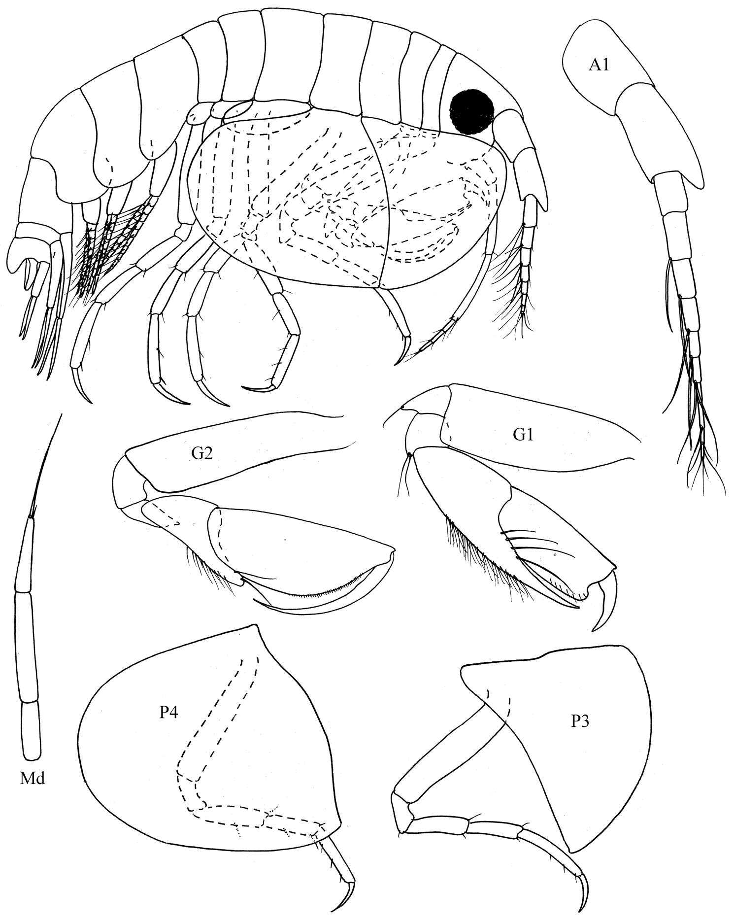 Image of Cyproideidae J. L. Barnard 1974