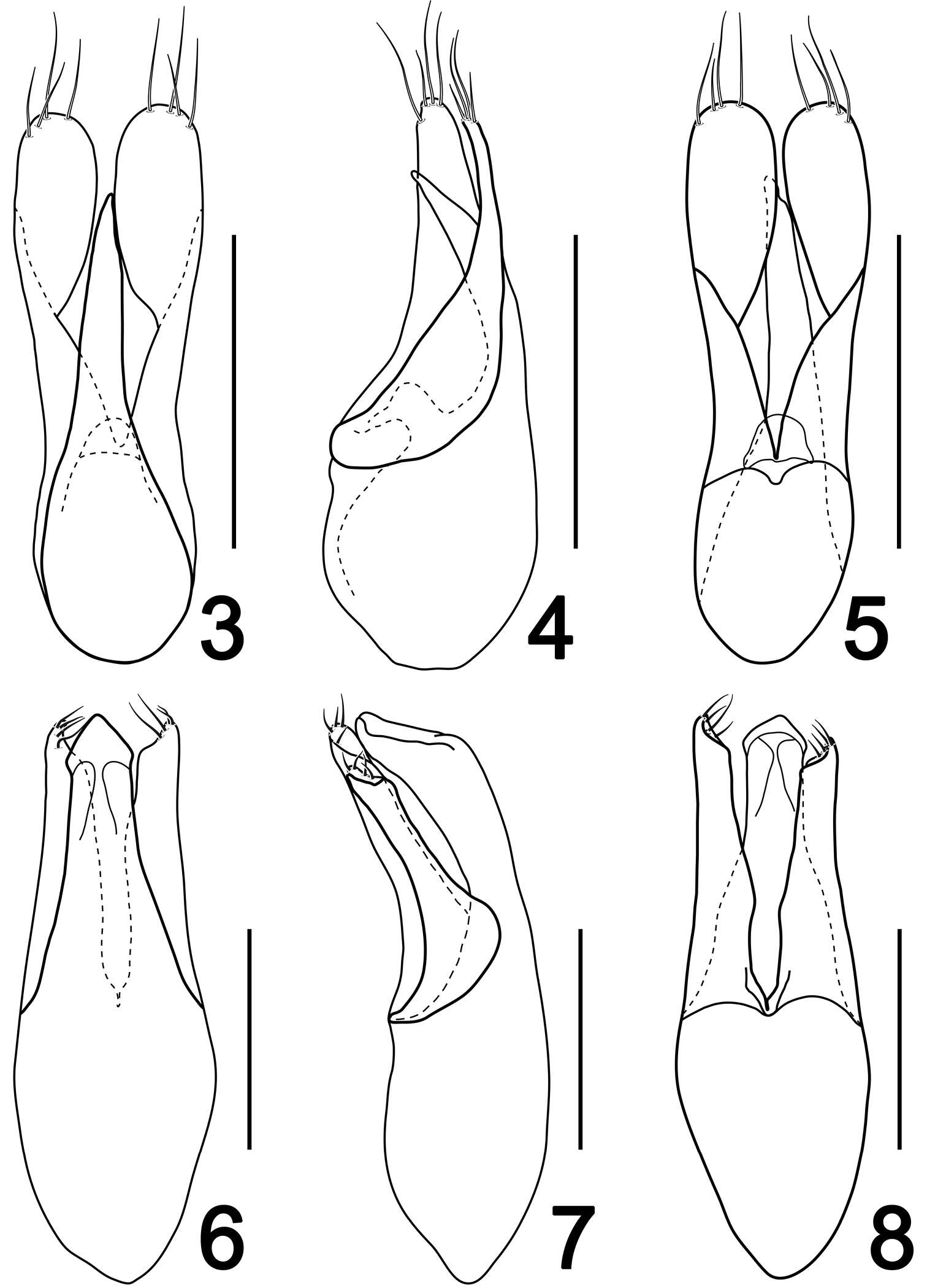 Image of Lesteva (Lesteva) erythra Ma, Wen-Li & Li-Zhen Li 2012