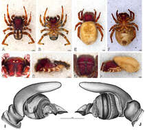 Plancia ëd Loureedia annulipes (Lucas 1857)