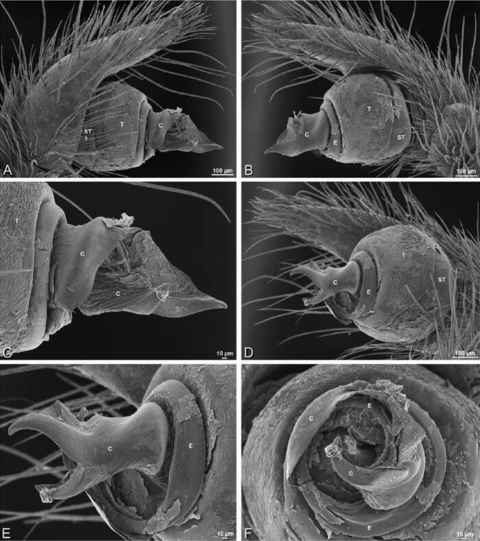 Plancia ëd Loureedia annulipes (Lucas 1857)