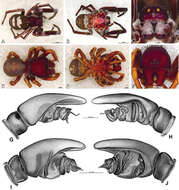 Image of Paradonea striatipes Lawrence 1968