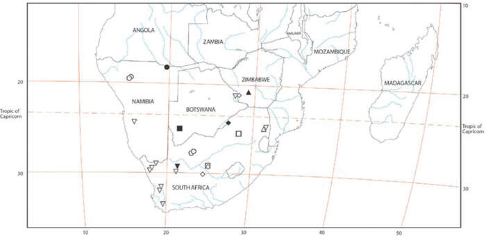 Image of Paradonea striatipes Lawrence 1968