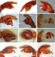 Image of Paradonea striatipes Lawrence 1968