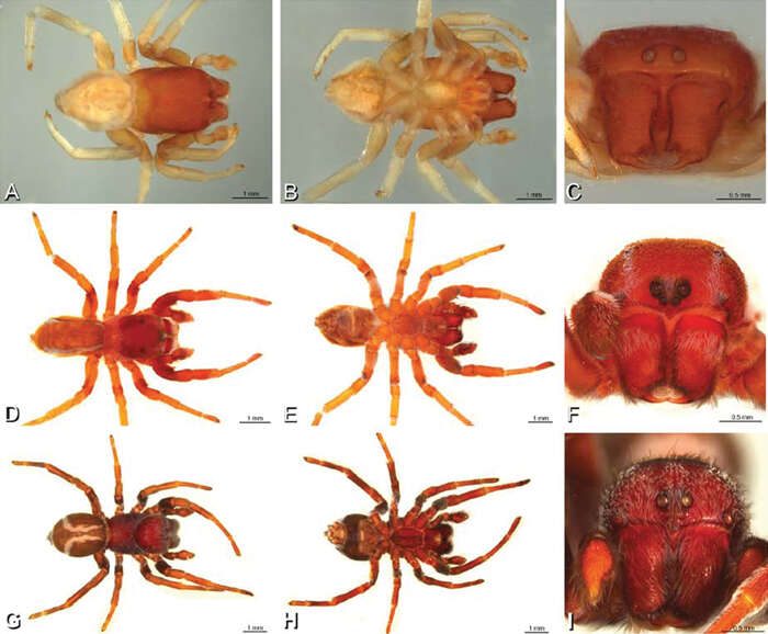 Image of Paradonea striatipes Lawrence 1968