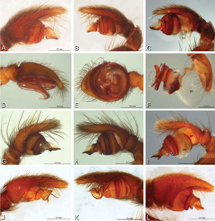 Image of Paradonea splendens (Lawrence 1936)