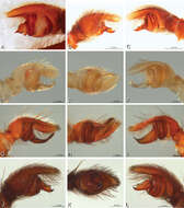 Image of Paradonea splendens (Lawrence 1936)