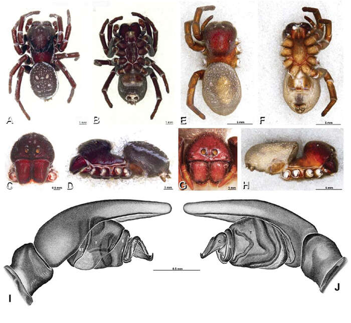 Image of velvet spiders