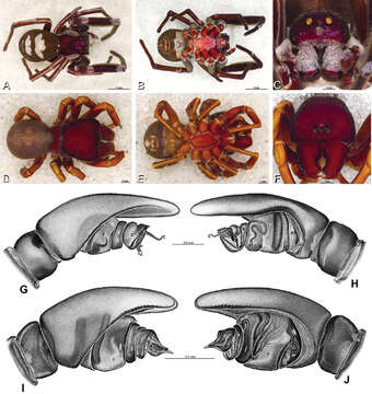 Image de Eresidae