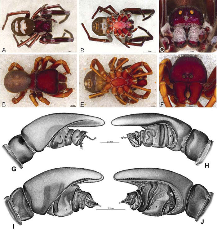 Image of velvet spiders