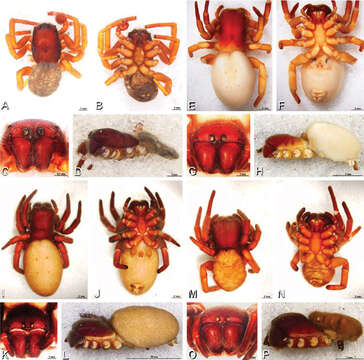 Image of velvet spiders