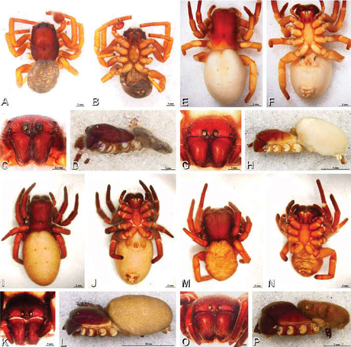 Image of velvet spiders