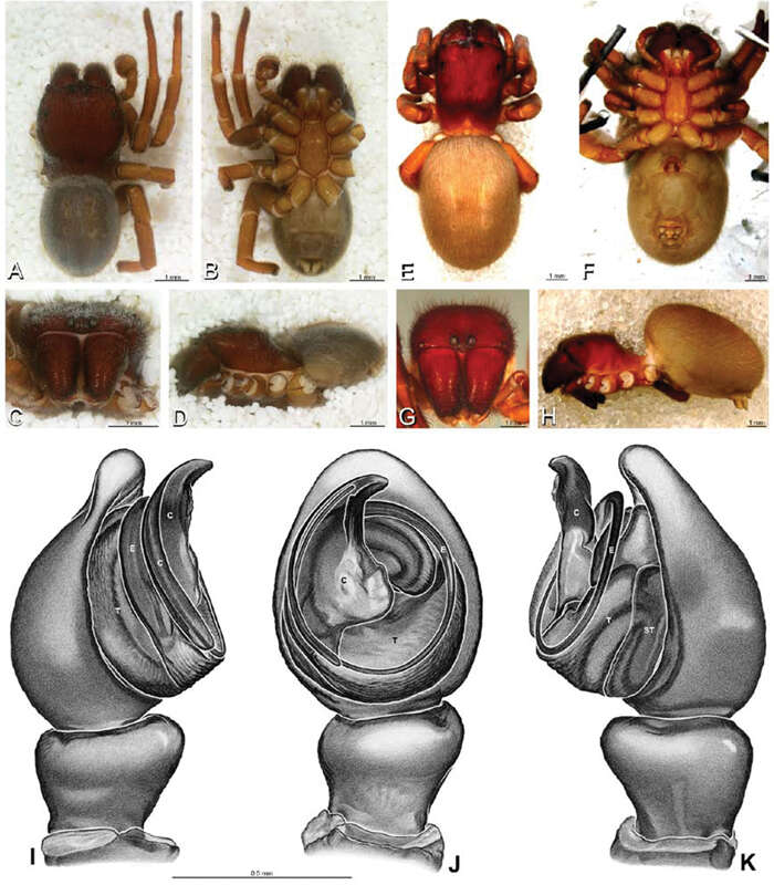 Image of velvet spiders