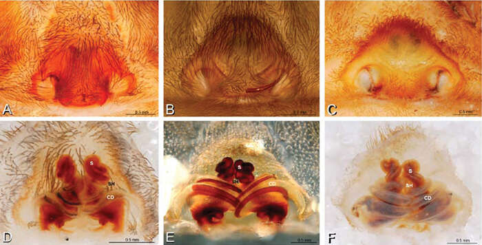 Image of velvet spiders