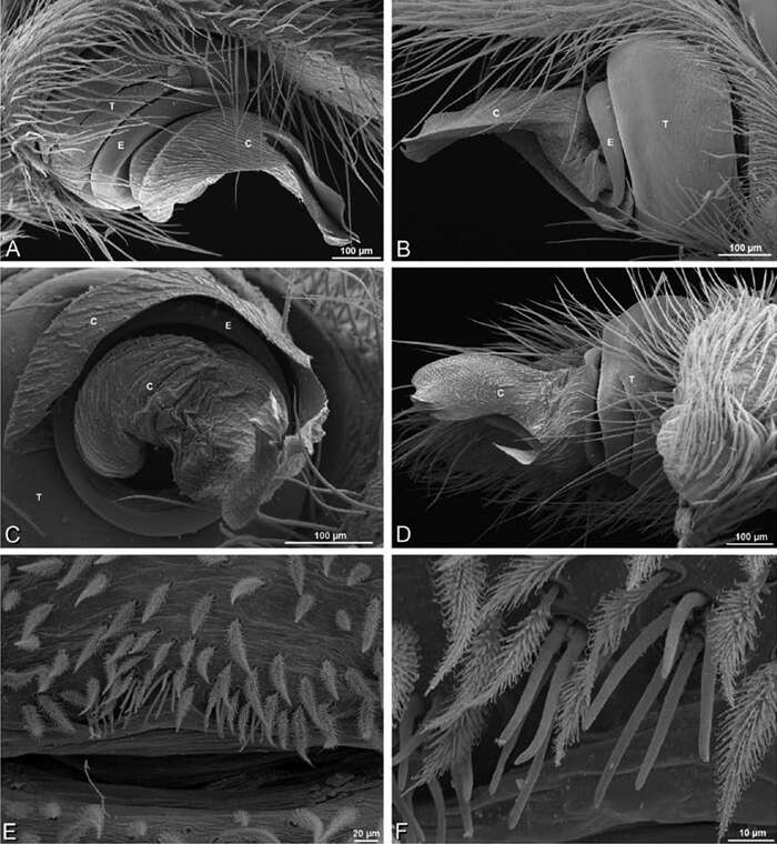 Image of Panarthropoda