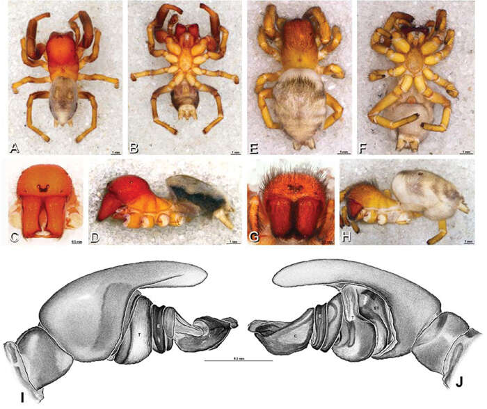 Image of Panarthropoda