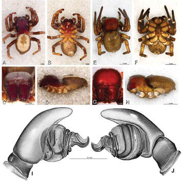 Image of Panarthropoda