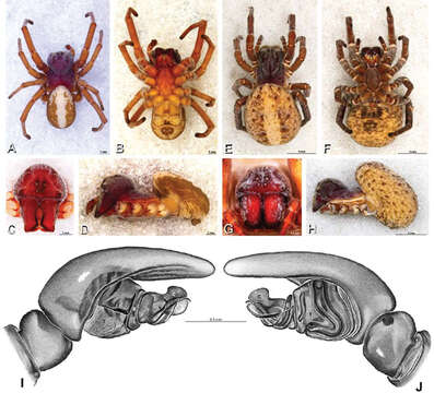 Image of Panarthropoda