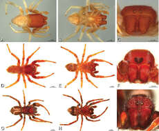 Image of Panarthropoda