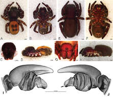 Plancia ëd Panarthropoda