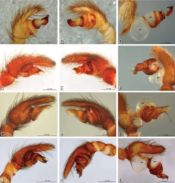 Image of Seothyra henscheli Dippenaar-Schoeman 1991