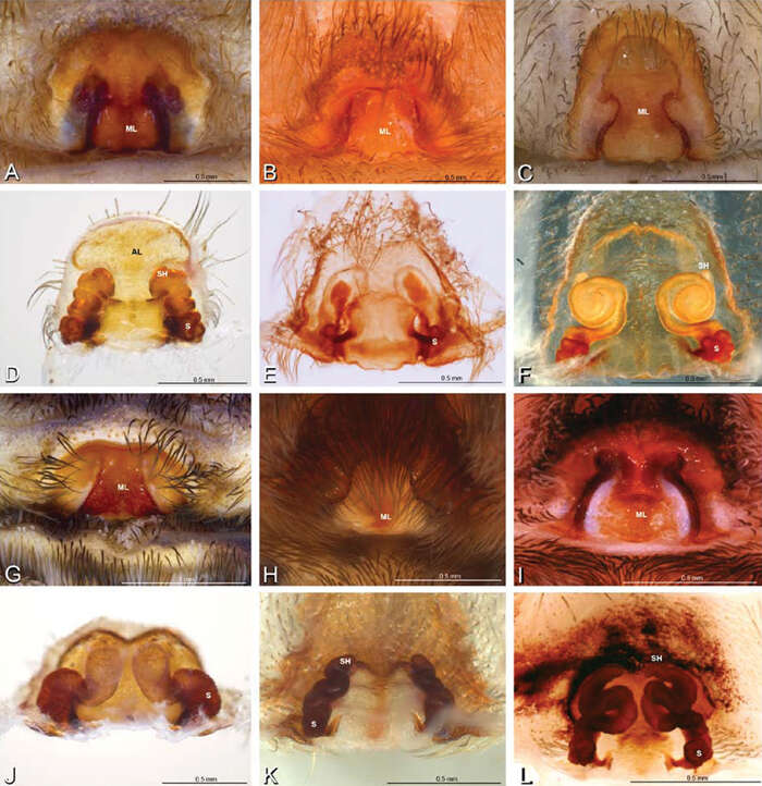 Image of Seothyra henscheli Dippenaar-Schoeman 1991