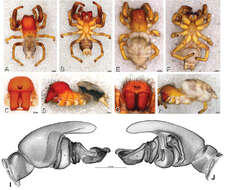 Image of Seothyra henscheli Dippenaar-Schoeman 1991