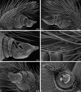 Image of Seothyra henscheli Dippenaar-Schoeman 1991