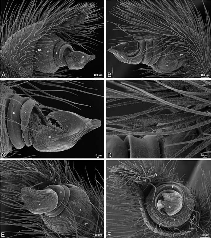 Image of Seothyra henscheli Dippenaar-Schoeman 1991