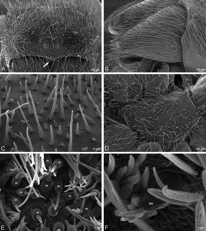 Image of Seothyra henscheli Dippenaar-Schoeman 1991