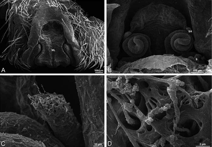 Image of Seothyra henscheli Dippenaar-Schoeman 1991