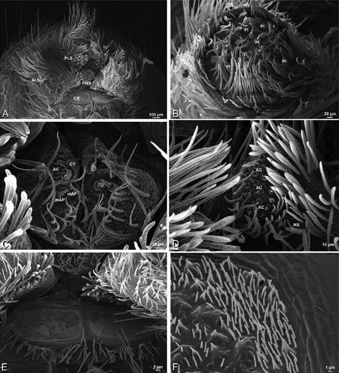 Image of Seothyra henscheli Dippenaar-Schoeman 1991