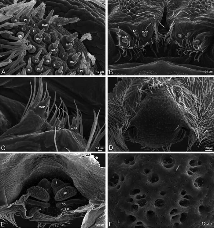 Image de Stegodyphus mimosarum Pavesi 1883