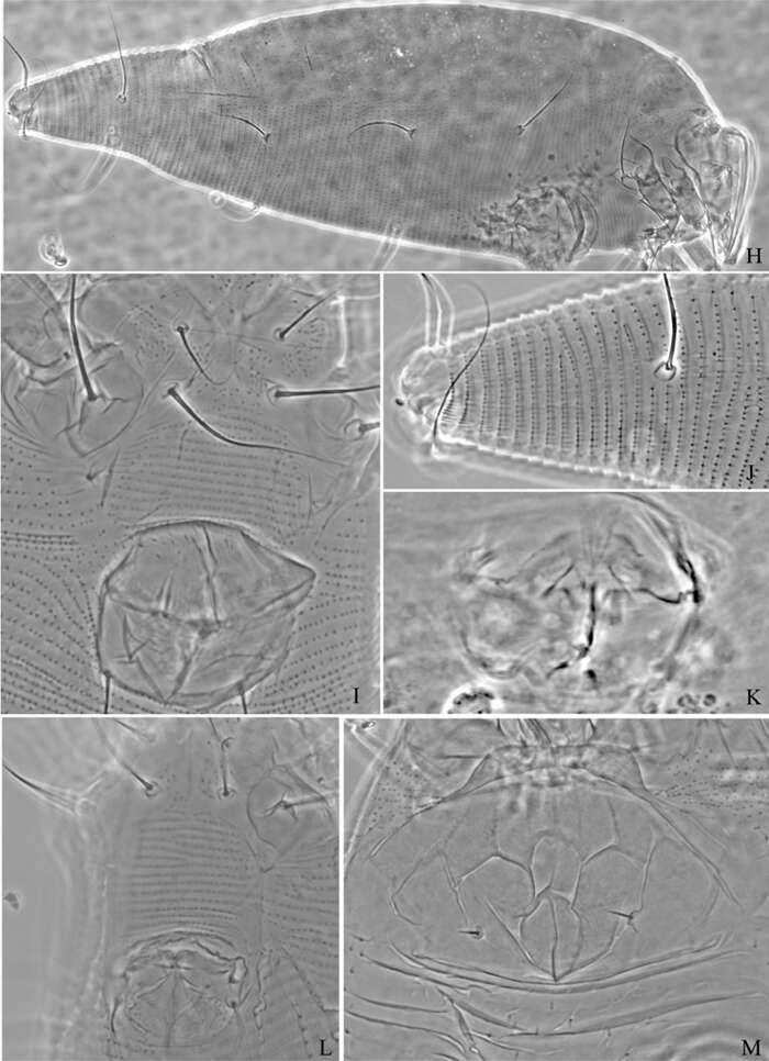 Imagem de Acariformes