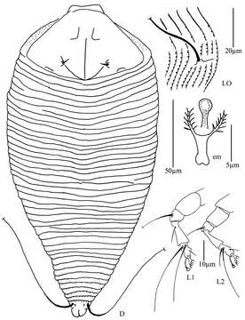 Image of <i>Diptacus mengdaensis</i>