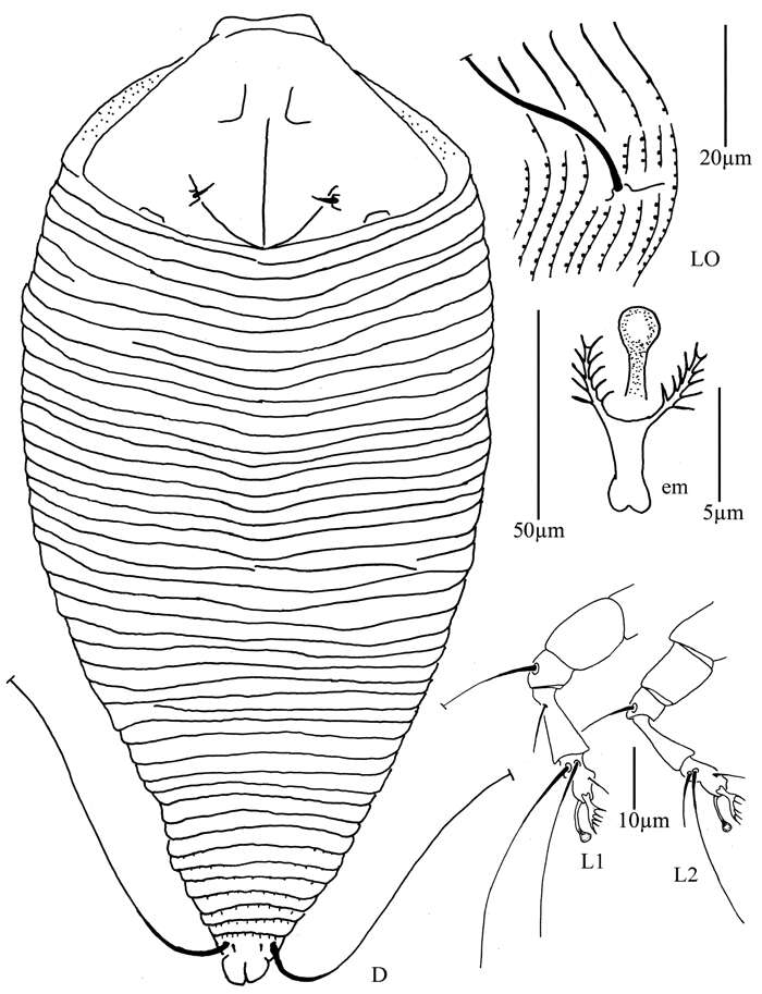 Image de <i>Diptacus mengdaensis</i>