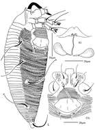 Image of <i>Diptacus mengdaensis</i>