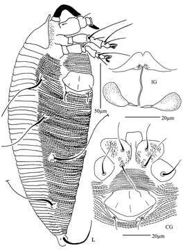 Image of <i>Diptacus mengdaensis</i>