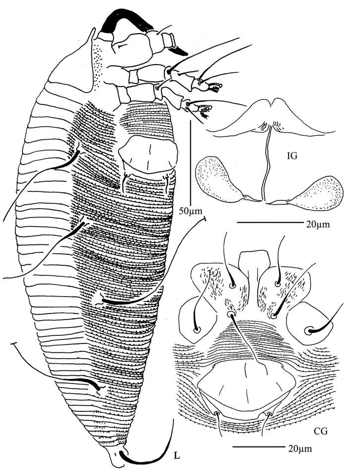 Image de <i>Diptacus mengdaensis</i>