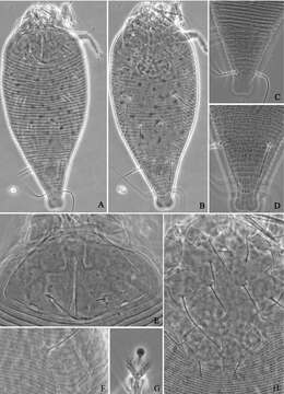 Imagem de <i>Diptacus mengdaensis</i>