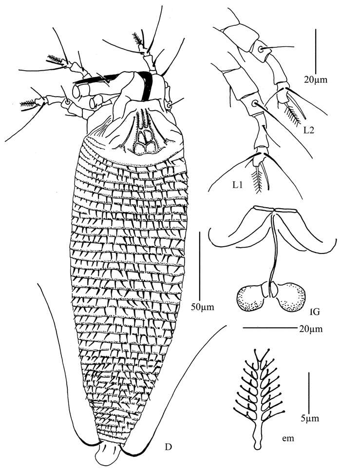 Image of Rhyncaphytoptus