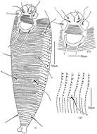 Image of Rhyncaphytoptus