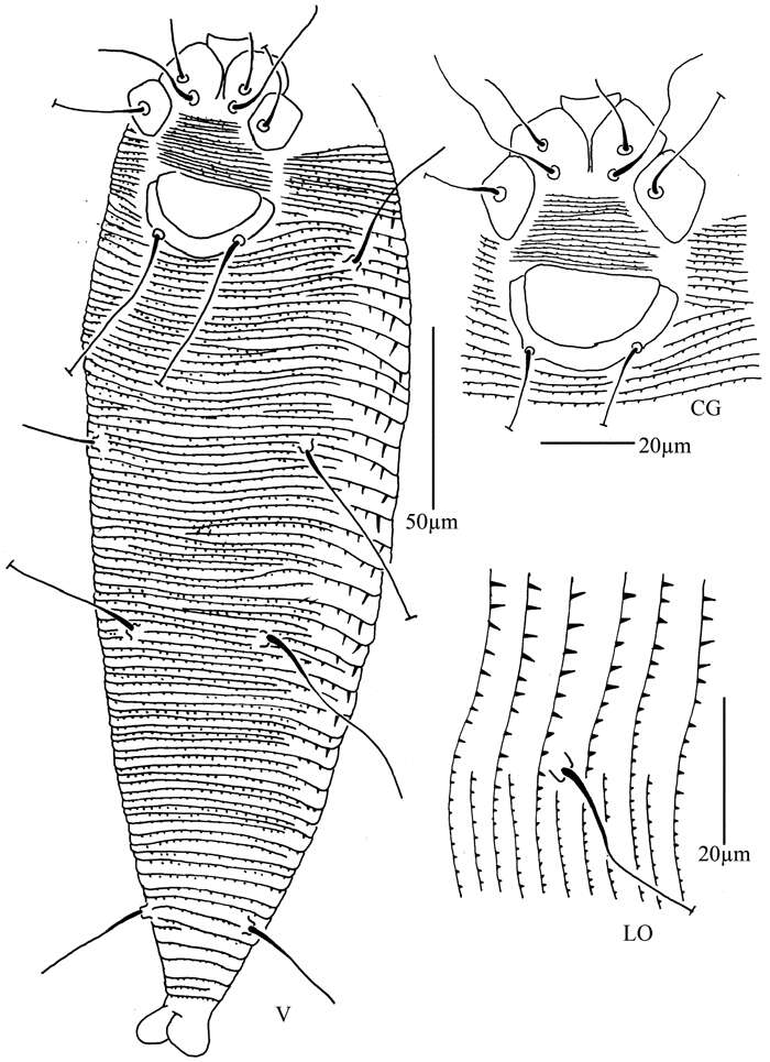 Image of Rhyncaphytoptus