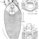 Image of <i>Acaphyllisa tuberculumae</i> Keifer 1978